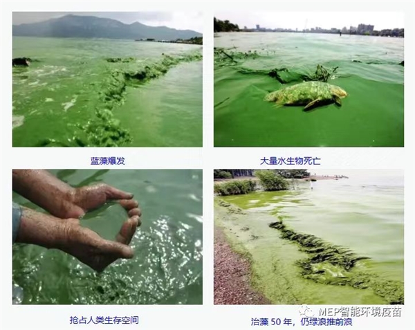 蓝藻光合能源 助力农业高质量发展——访苏州汾湖微生物防控科技有限公司董事长 范净